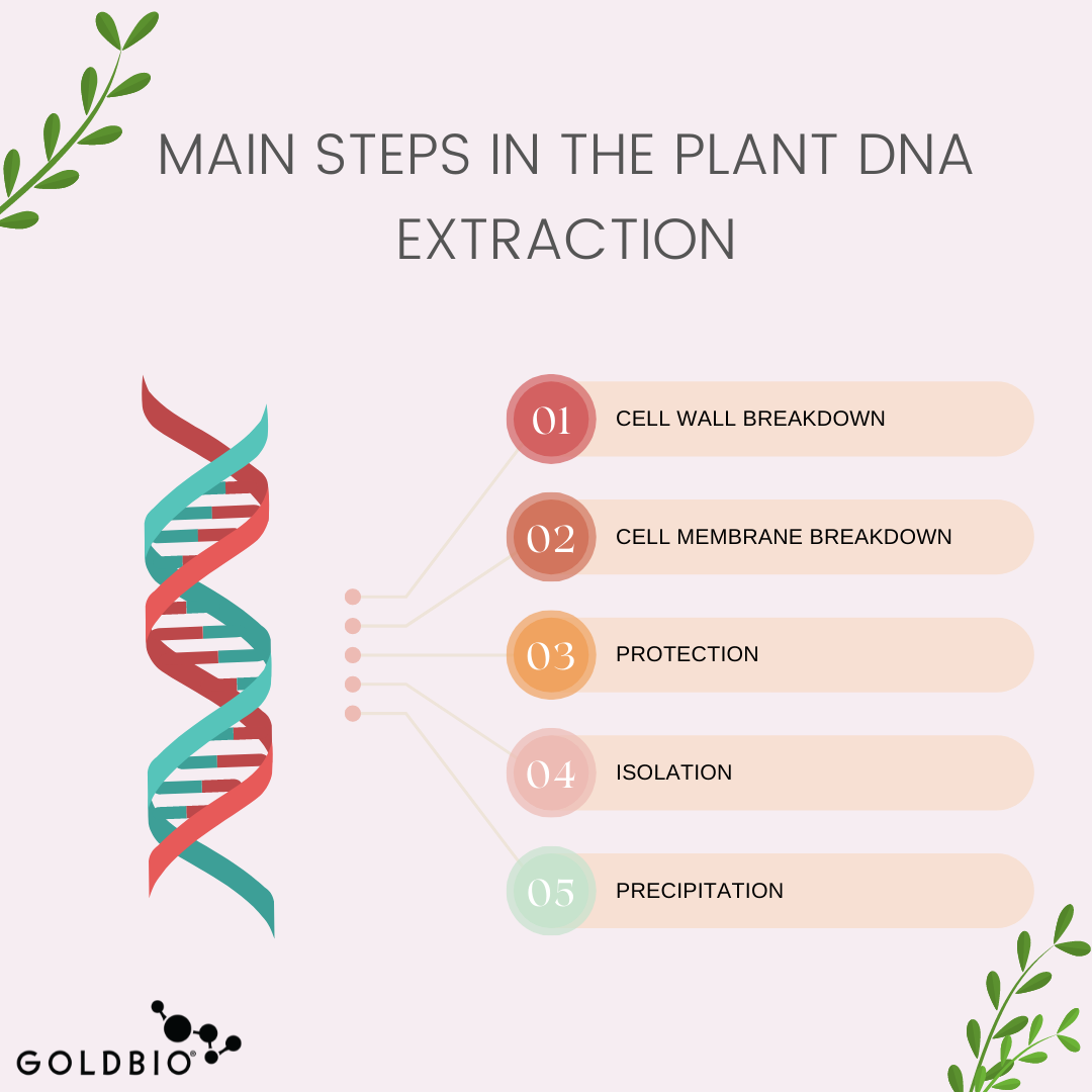 Guide to Plant DNA Extraction GoldBio
